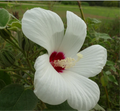 California Hibiscus (Woolly Rose Mallow)