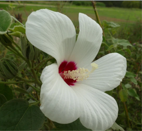 California Hibiscus (Woolly Rose Mallow)