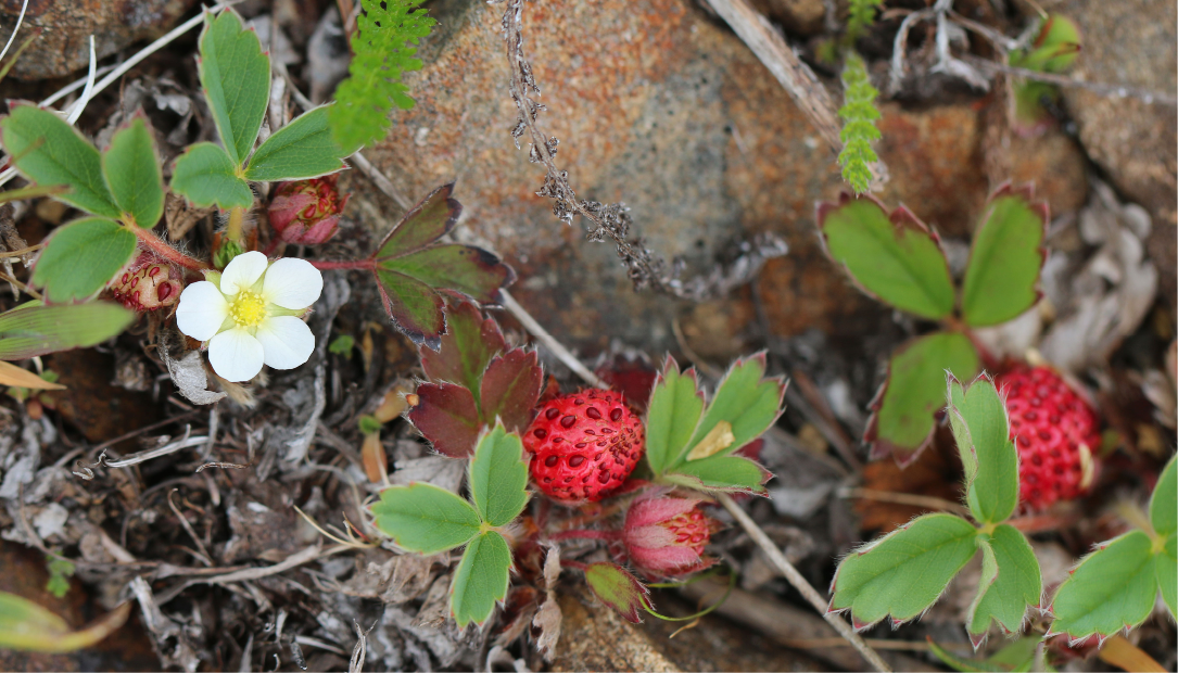Beach Strawberry