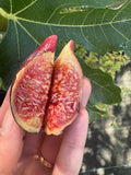 Fig Hilt's Honey