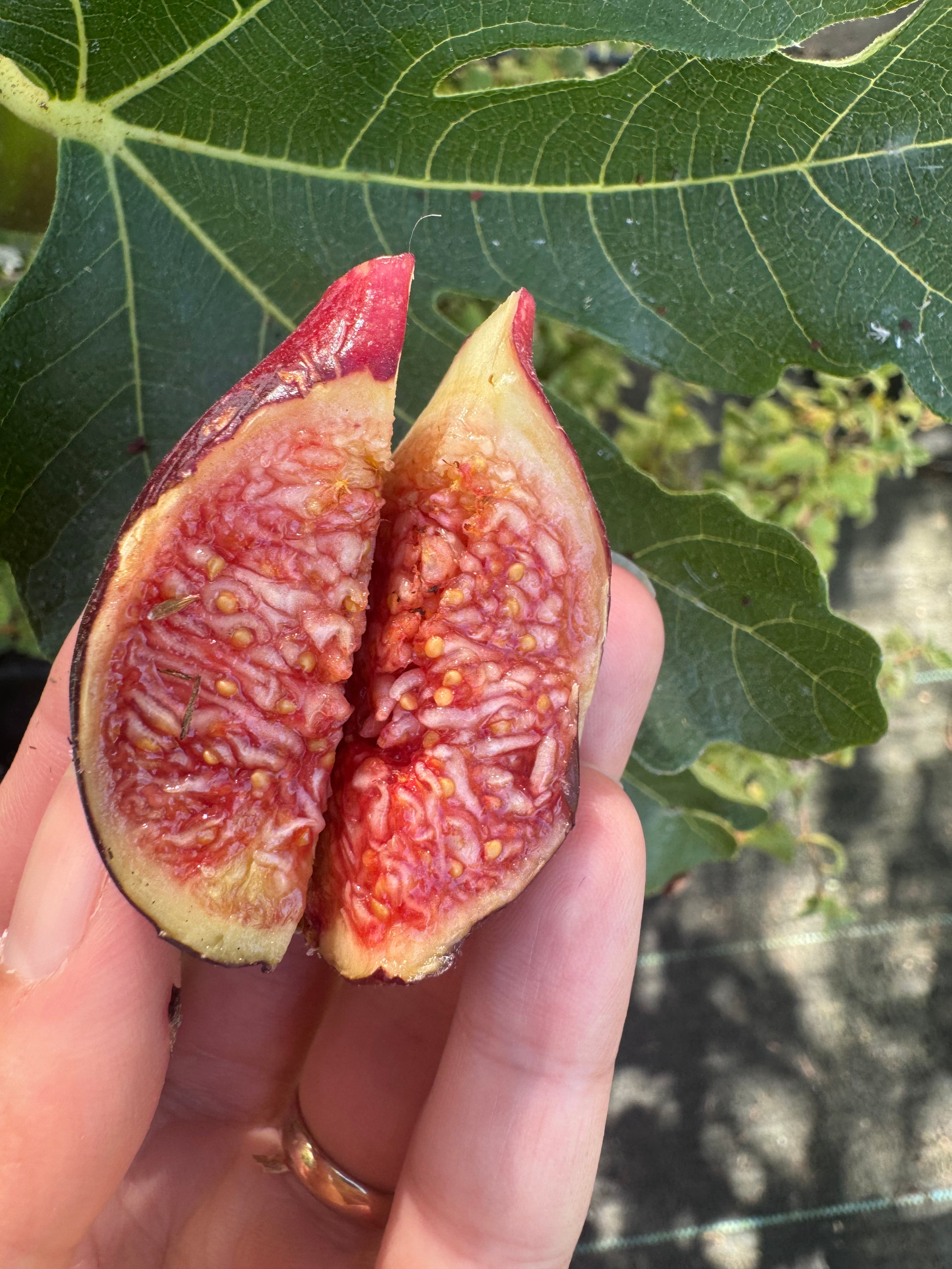 Fig Hilt's Honey
