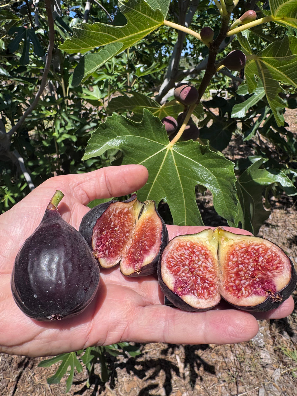 Fig Violet de Bordeaux
