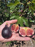 Fig Violet de Bordeaux