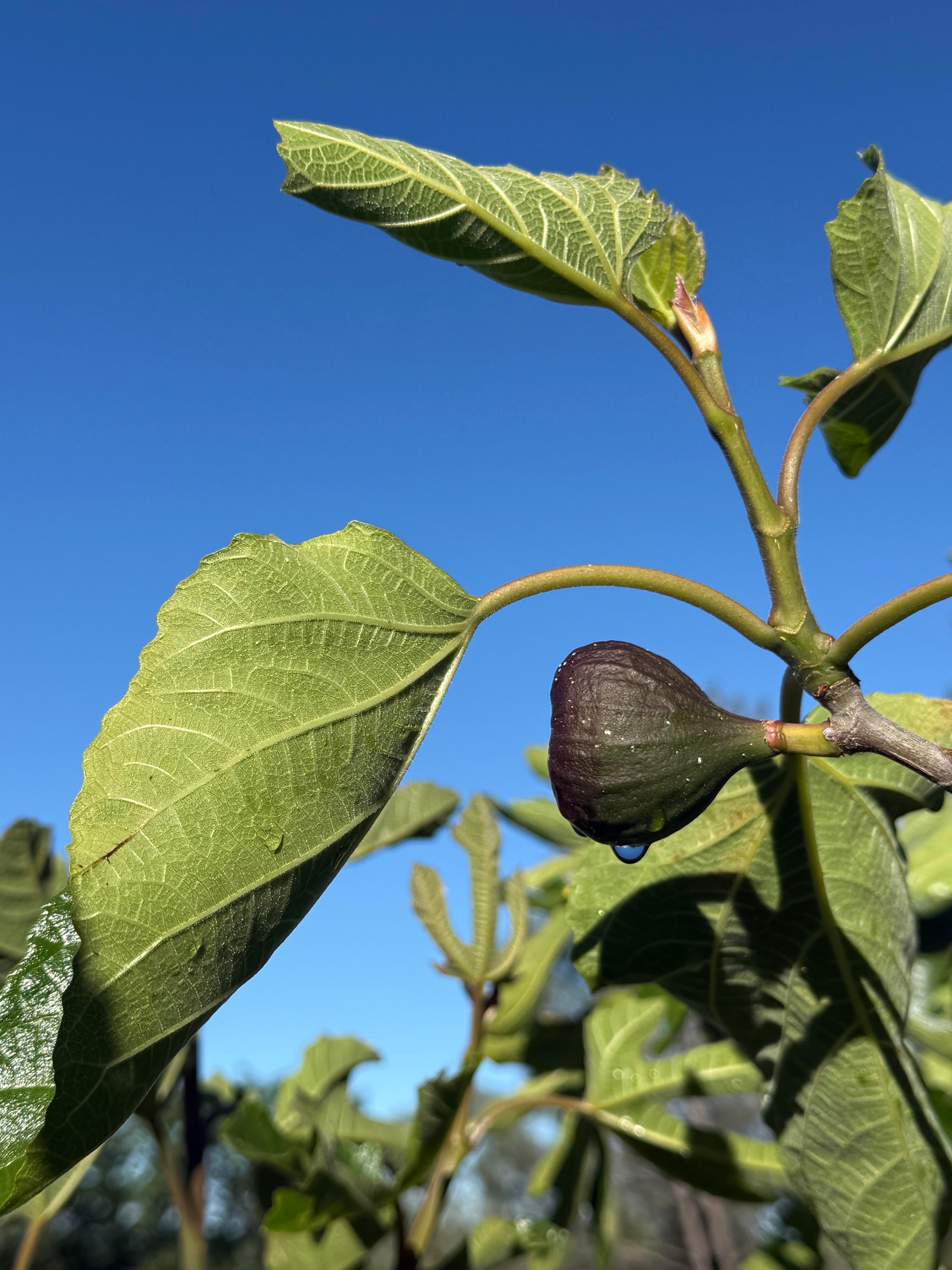 Fig Violet de Bordeaux