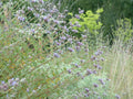 Allen Chickering Sage