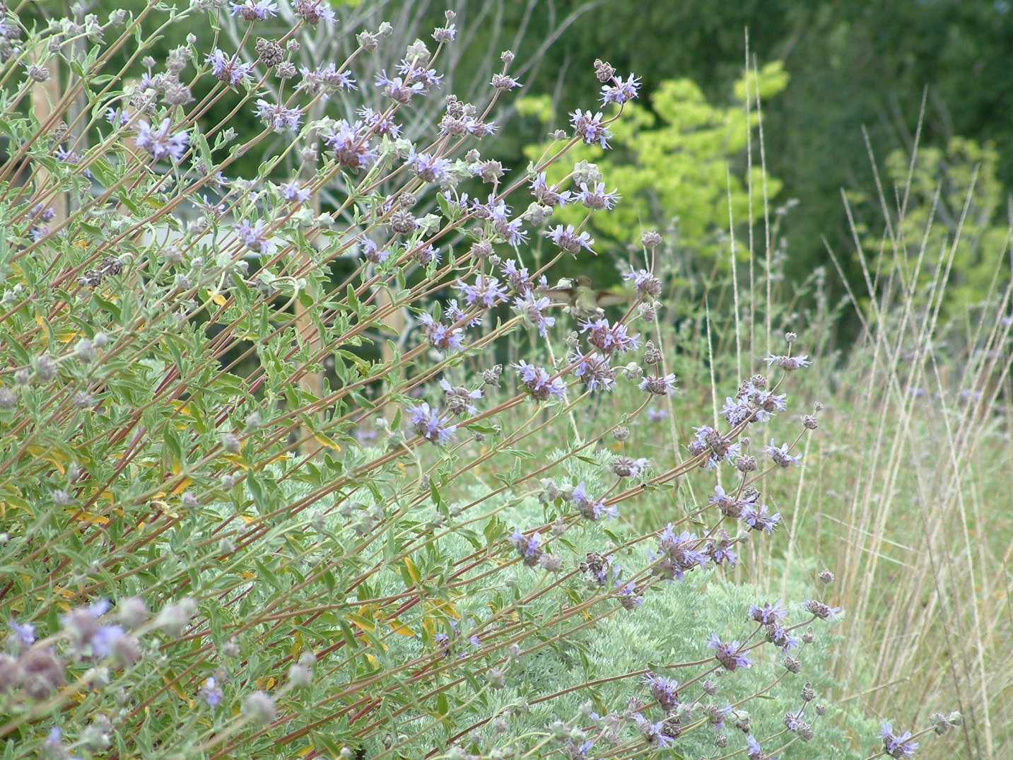 Allen Chickering Sage