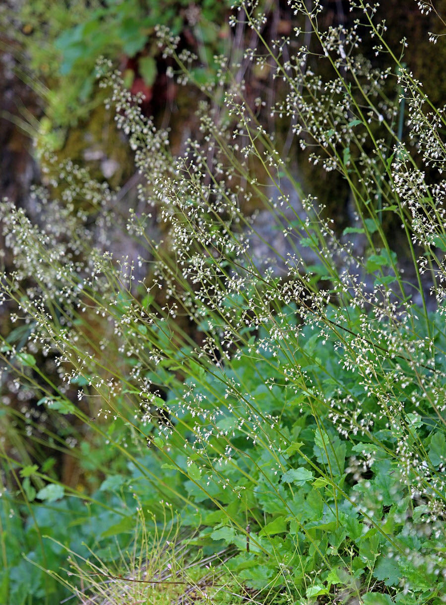 Crevice Alumroot