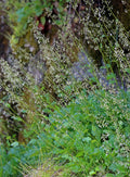 Crevice Alumroot