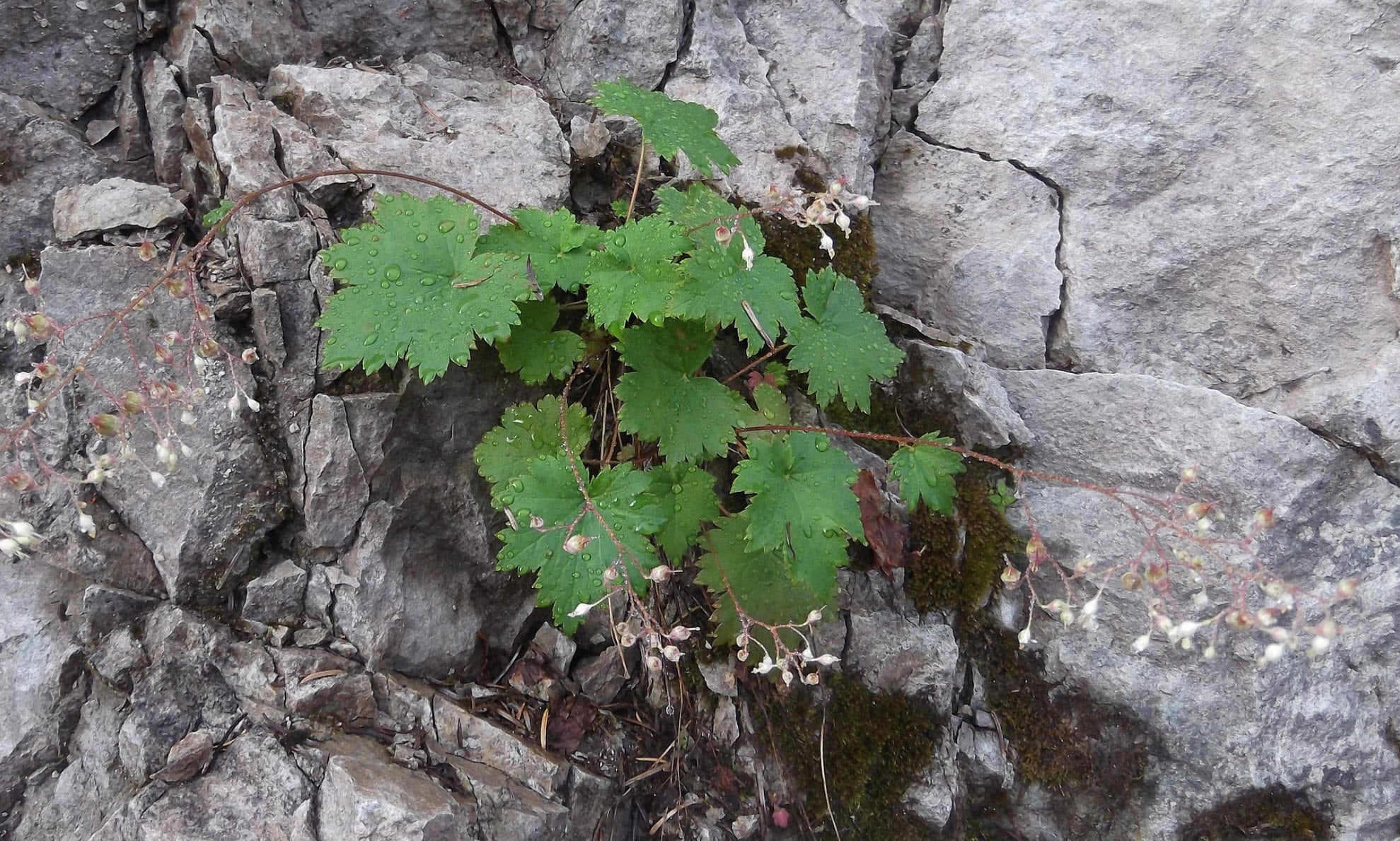 Crevice Alumroot