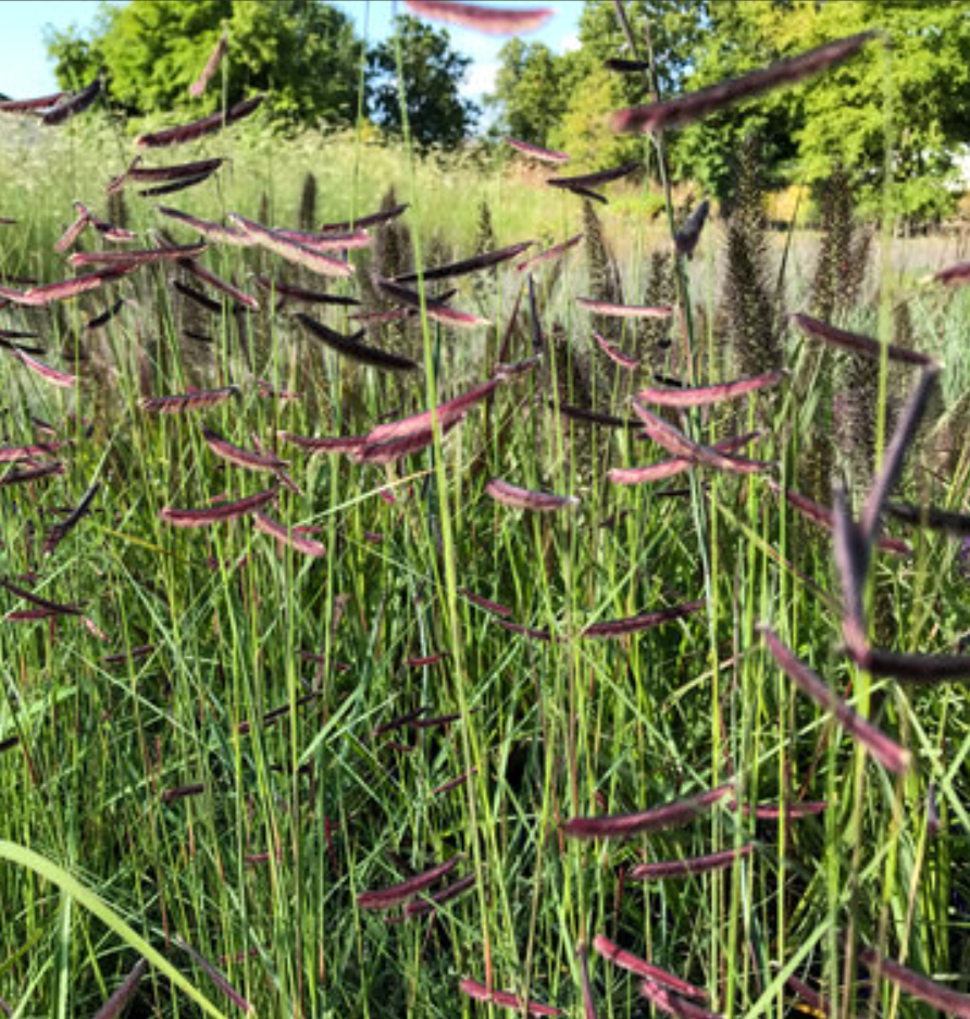 Blue Grama Grass 'Angel Eyelash'