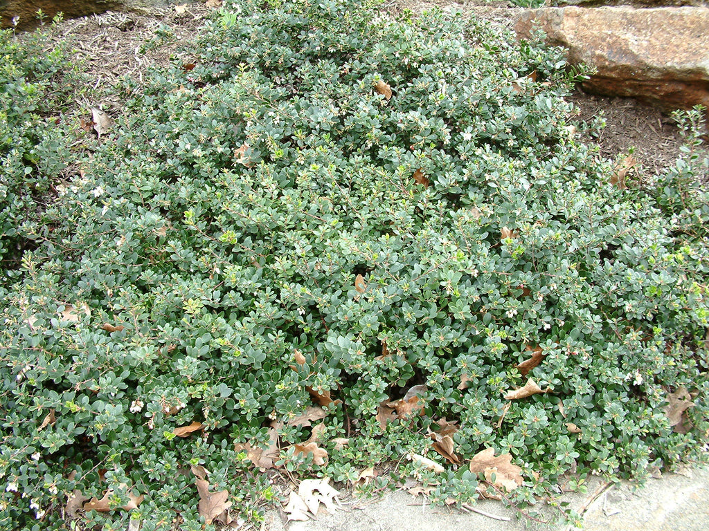 Bearberry