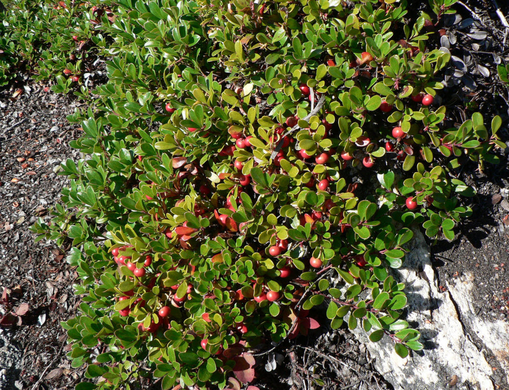 Bearberry