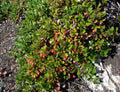 Bearberry