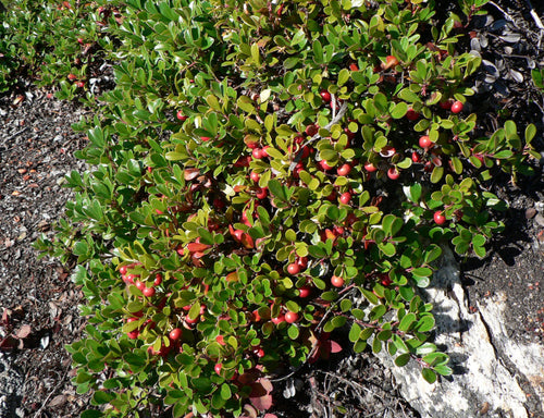 Bearberry