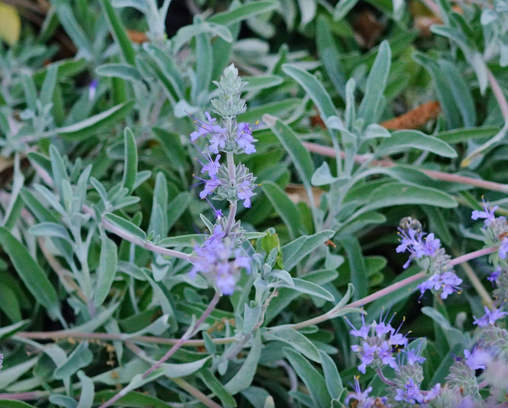 Bee's Bliss Purple Sage