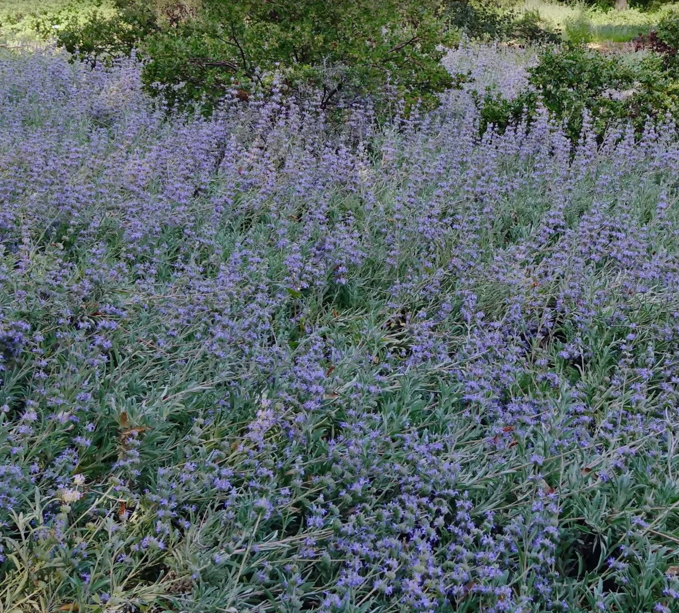 Bee's Bliss Purple Sage