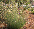 Blue Grama Grass 'Blonde Ambition'