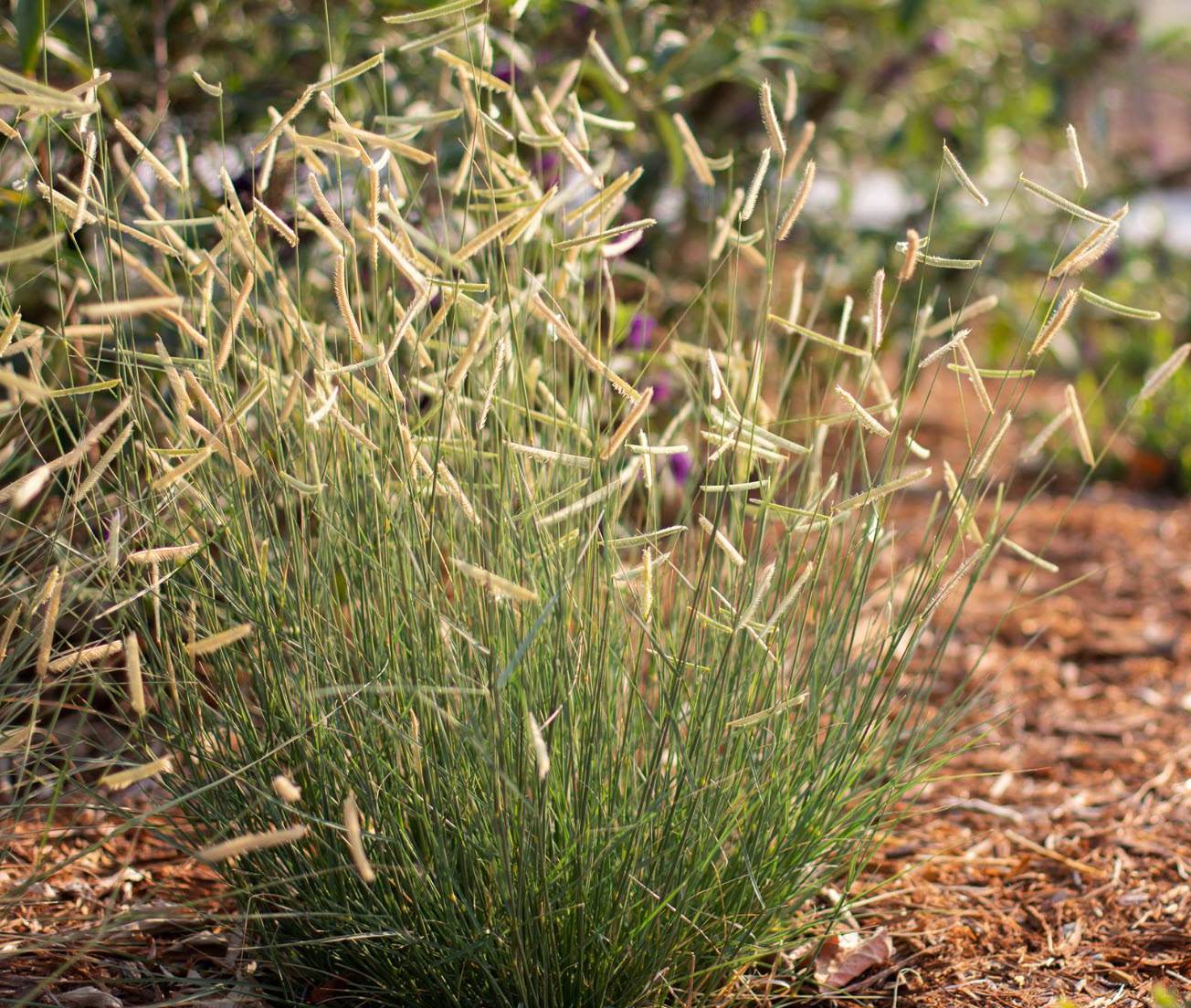 Blue Grama Grass 'Blonde Ambition'