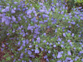 Blueblossom Ceanothus