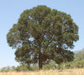 Blue Oak
