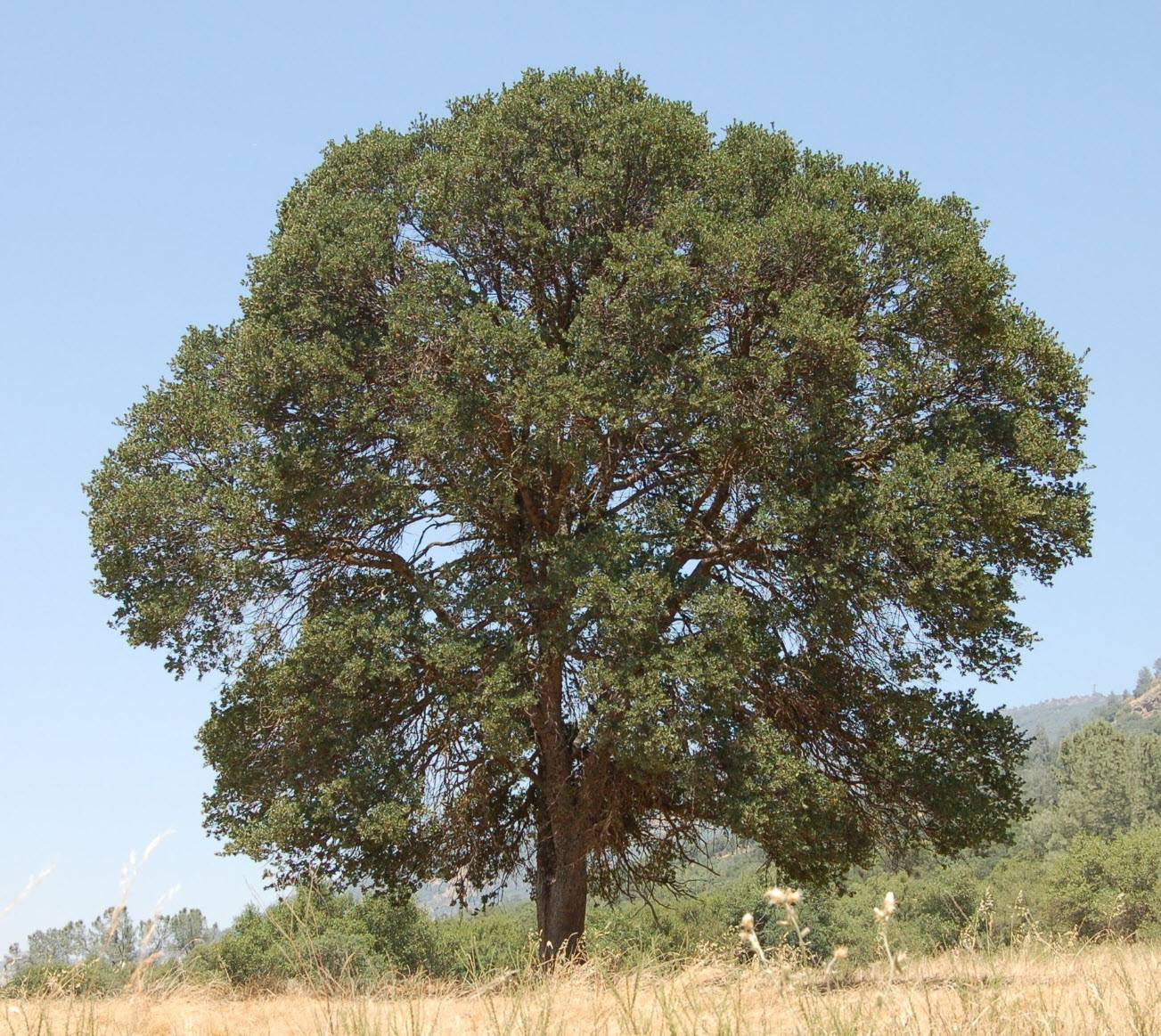 Blue Oak