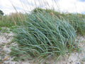 Blue Wild Rye