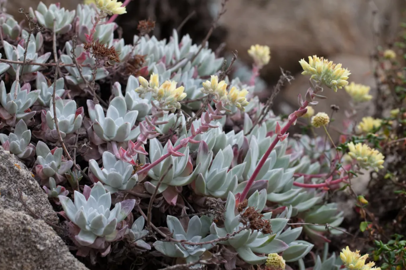 Bluff Lettuce