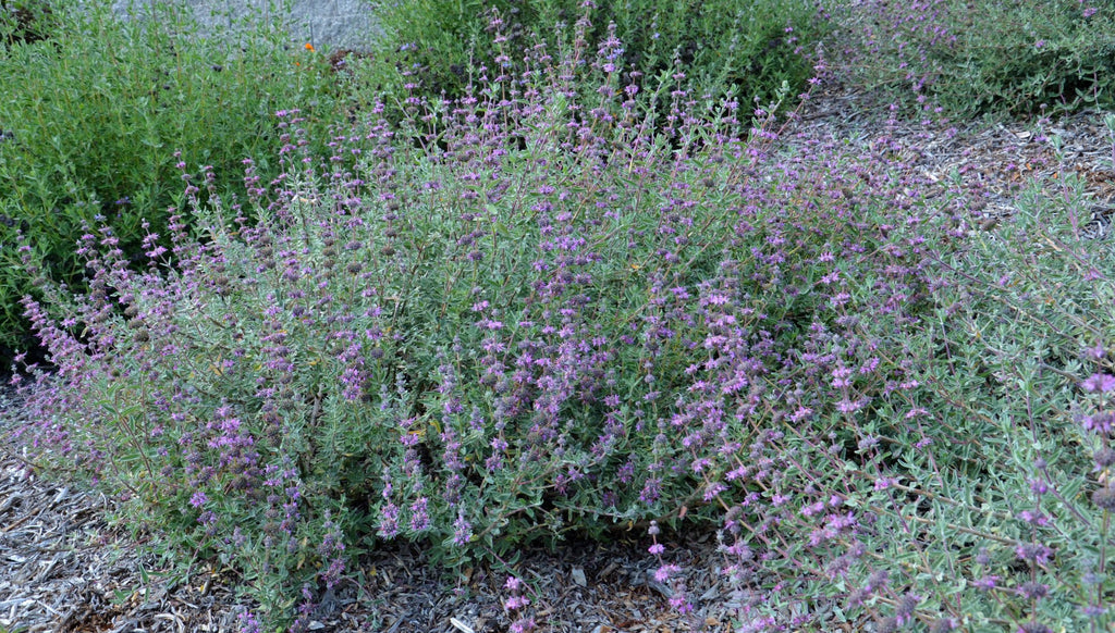 Amethyst Bluff Purple Sage