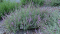 Amethyst Bluff Purple Sage