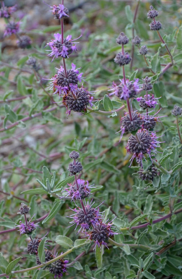 Amethyst Bluff Purple Sage