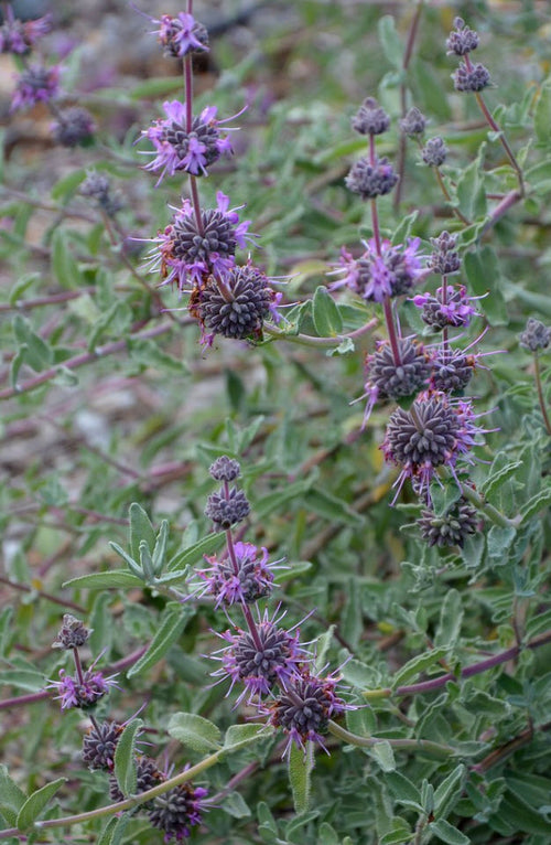 Amethyst Bluff Purple Sage