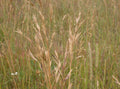 California Brome Grass