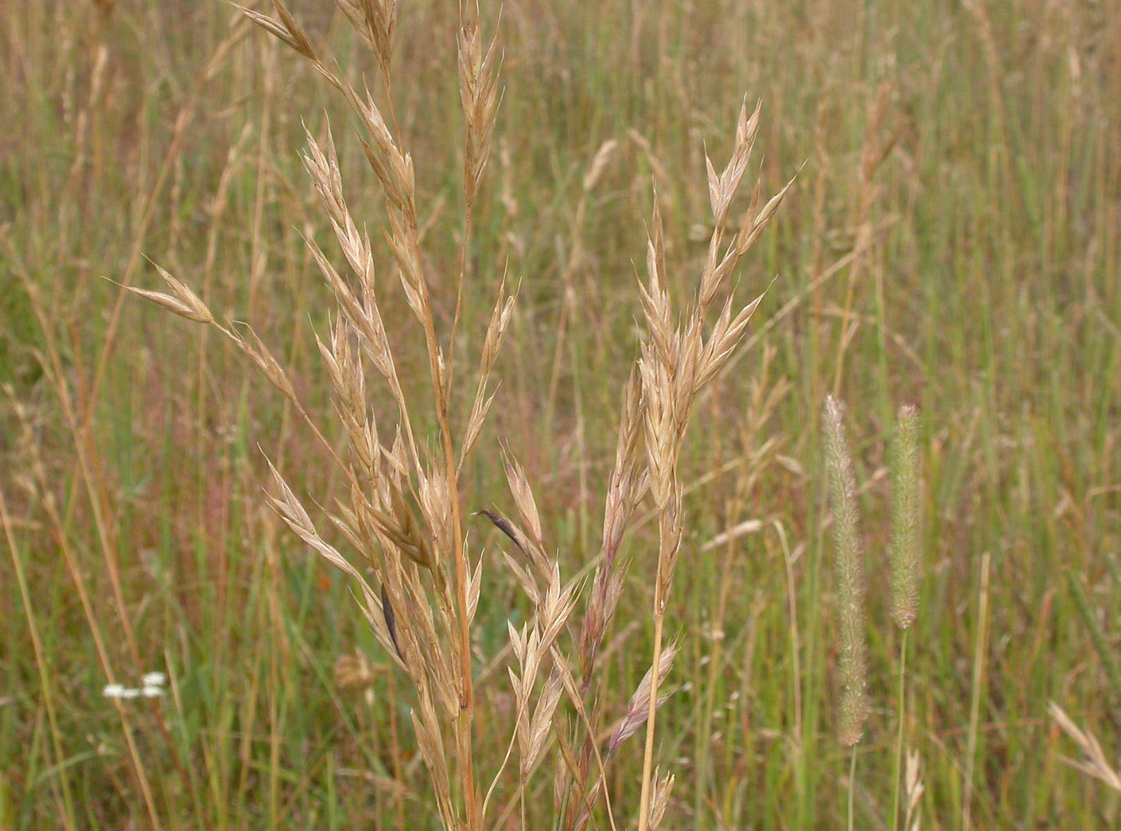 California Brome Grass
