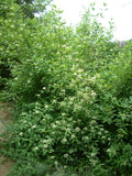 Brown Dogwood