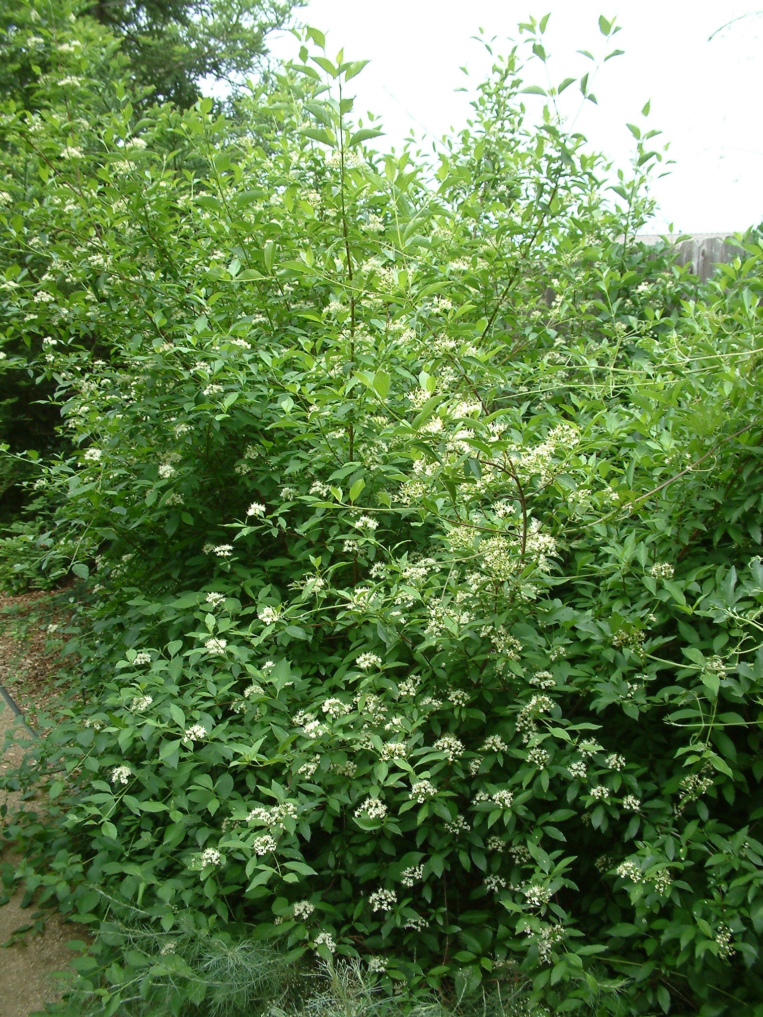 Brown Dogwood