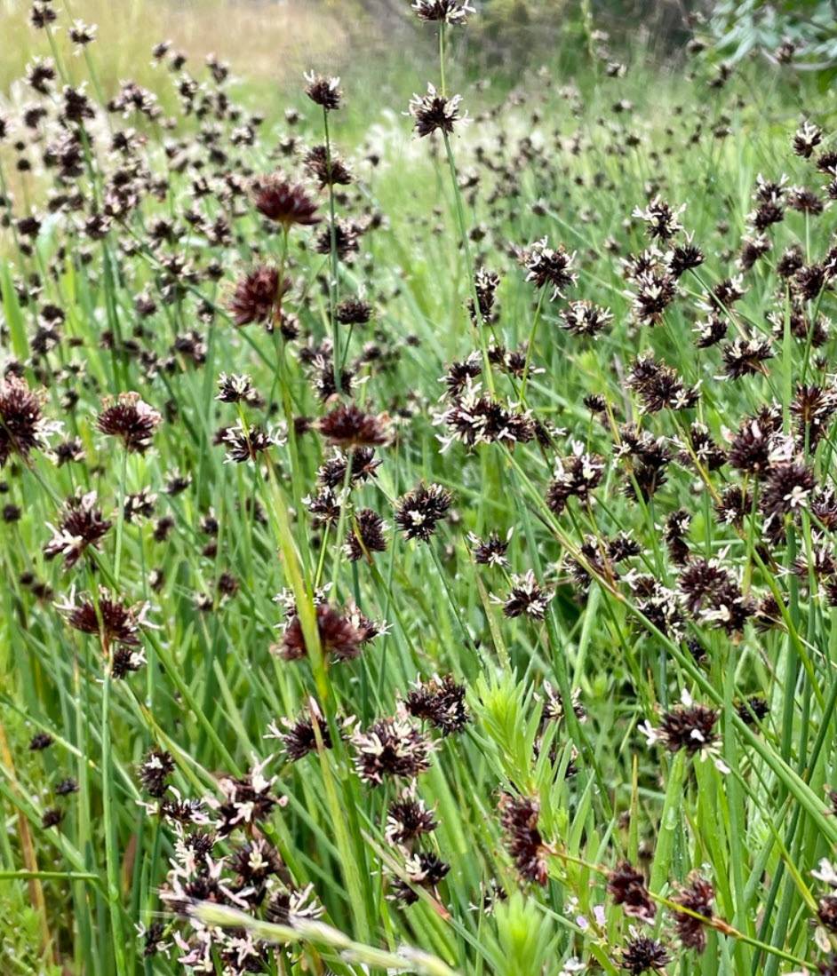 Brown Headed Rush
