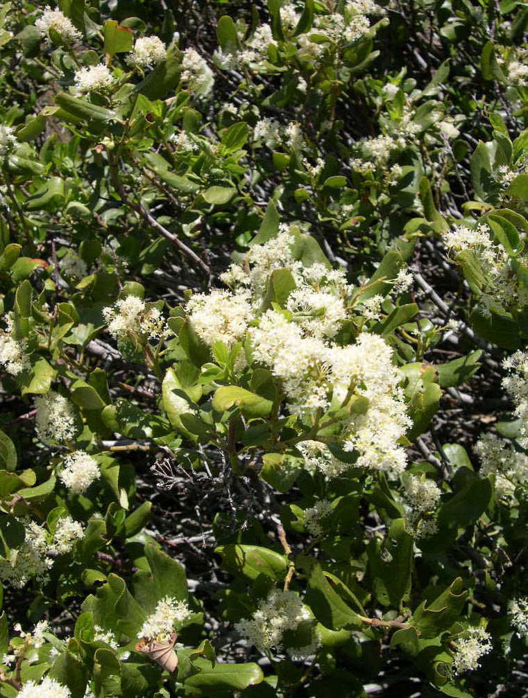 Buckbrush