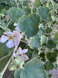 Unfurled Bushmallow
