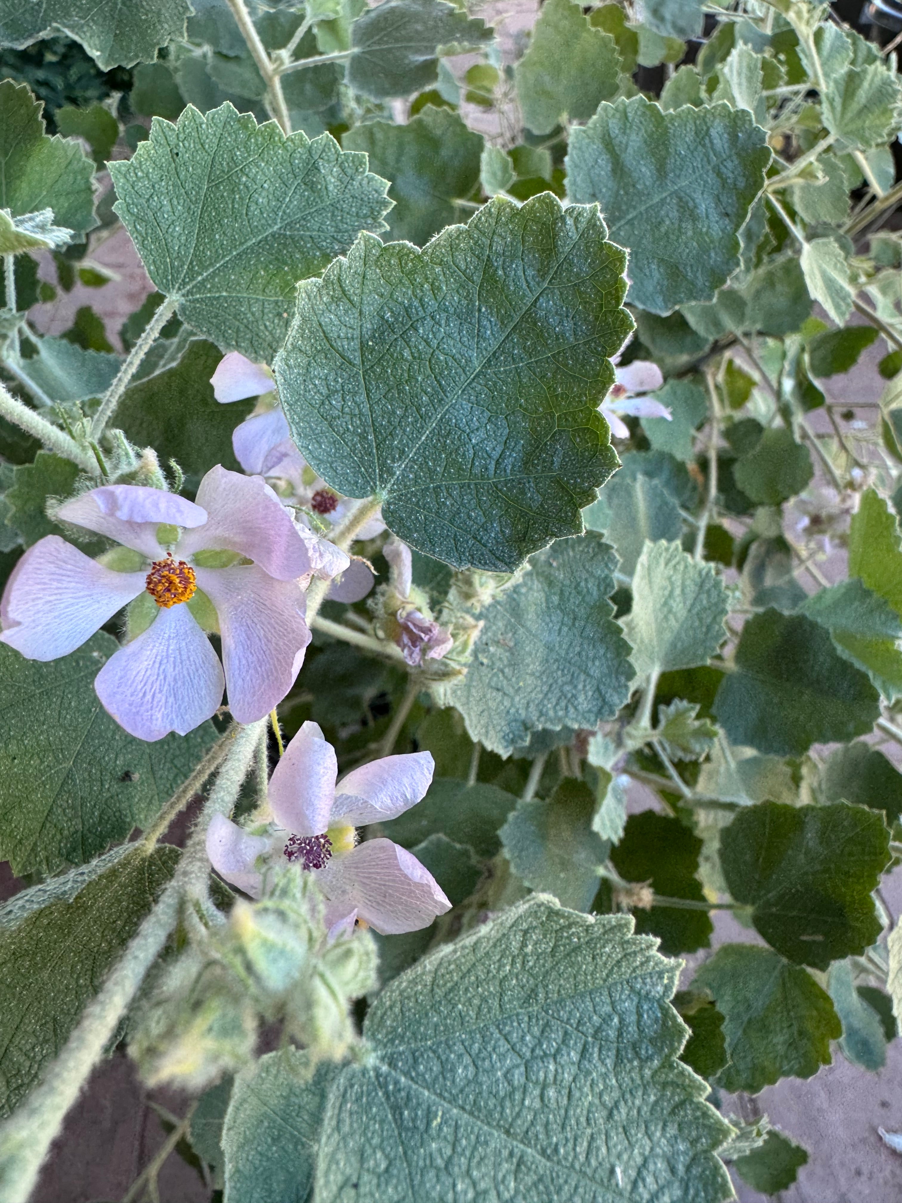 Unfurled Bushmallow
