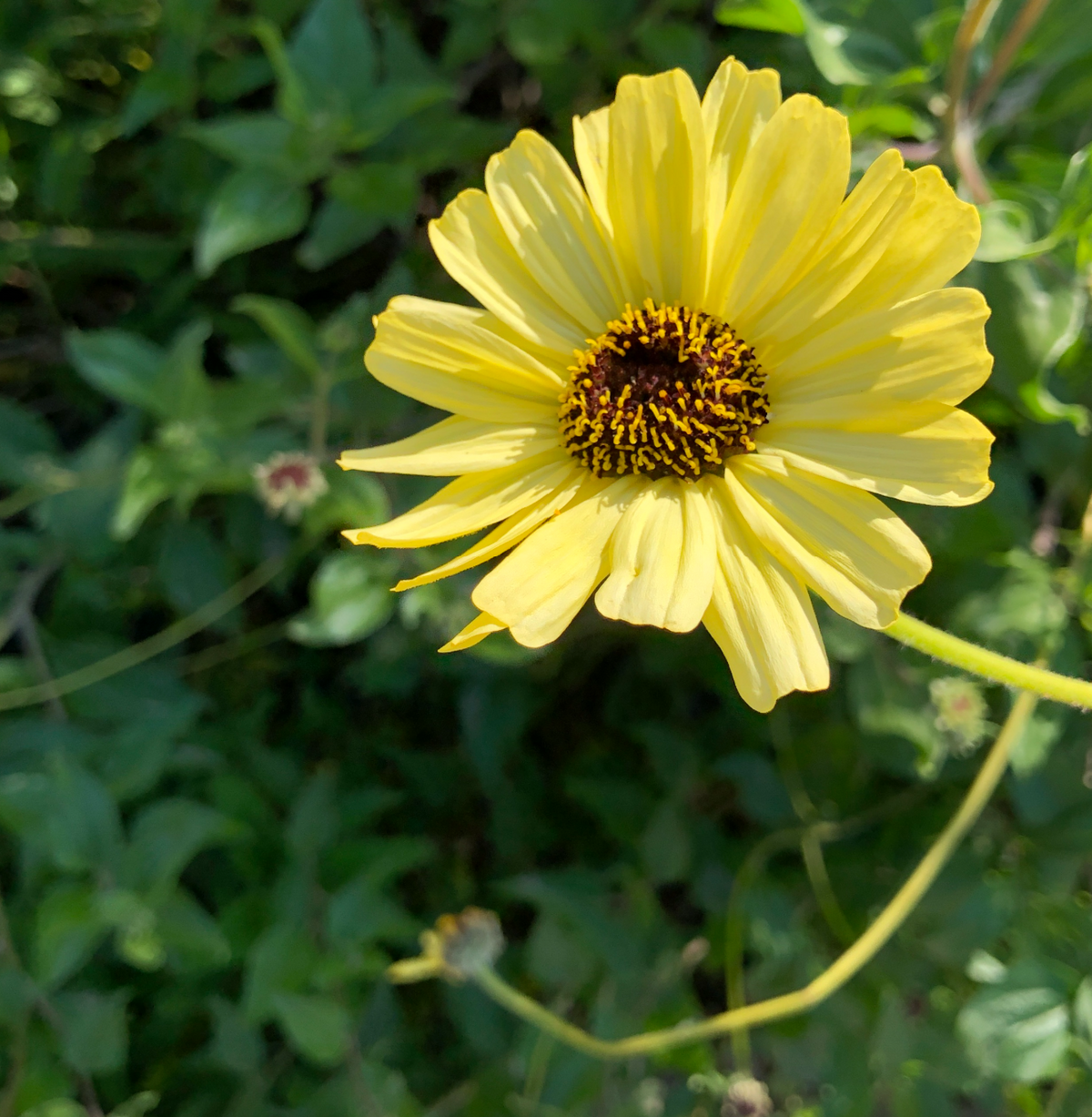 Bush Sunflower