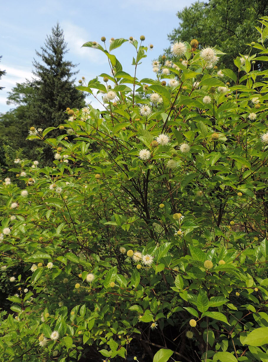 Buttonbush