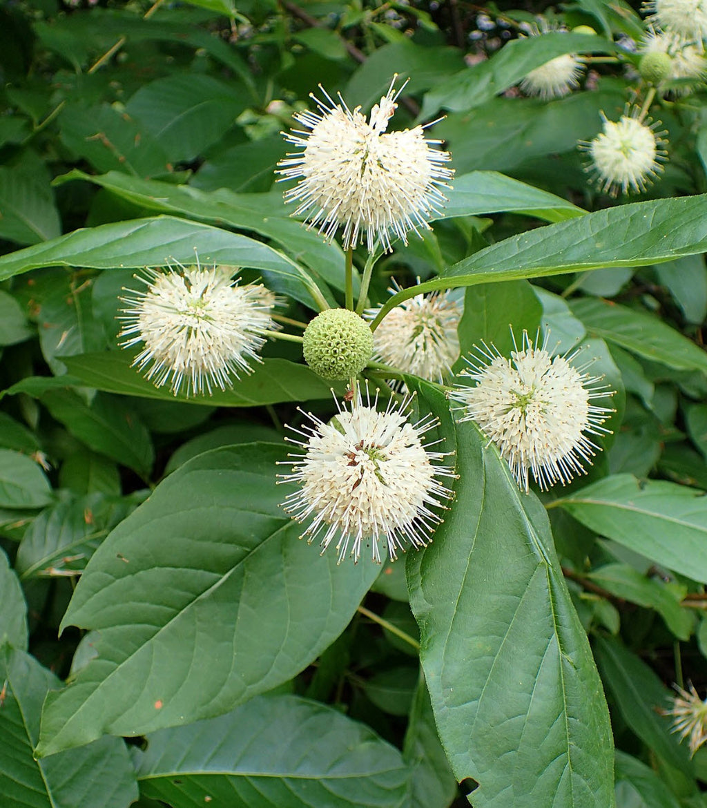 Buttonbush