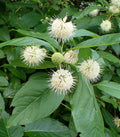 Buttonbush