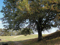 California Black Oak