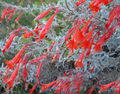 California Fuchsia