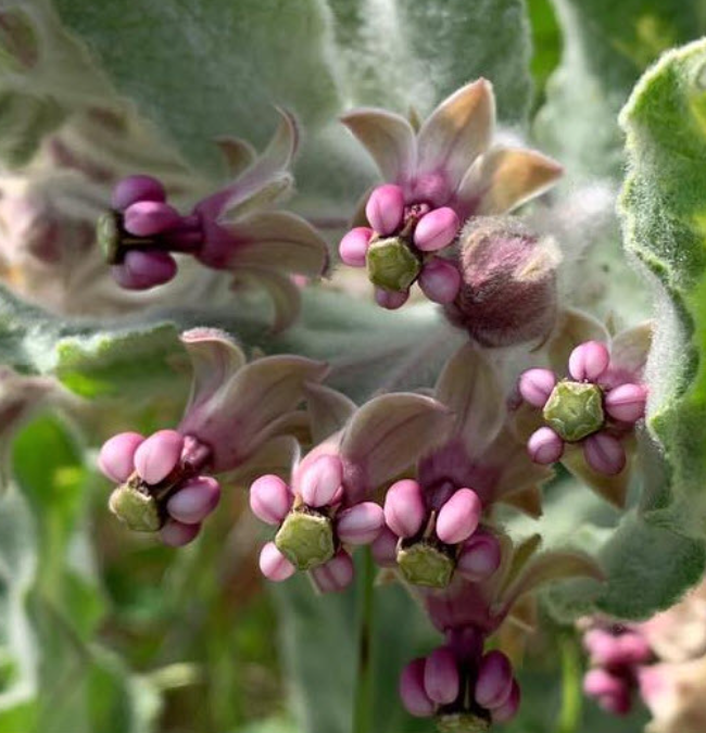 California Milkweed