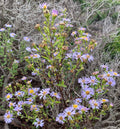 California Aster