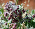California Milkweed