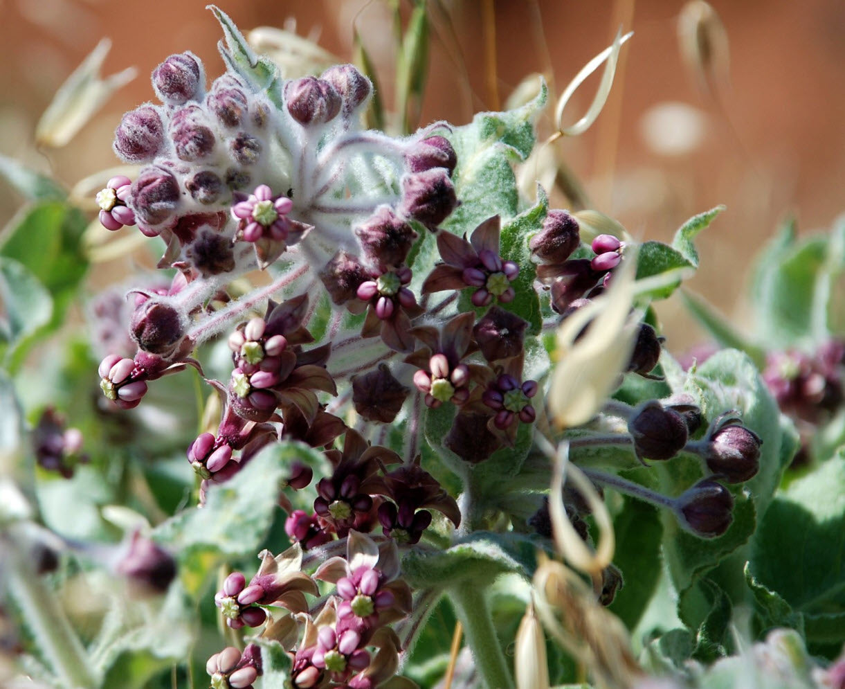 California Milkweed