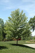 California Sycamore